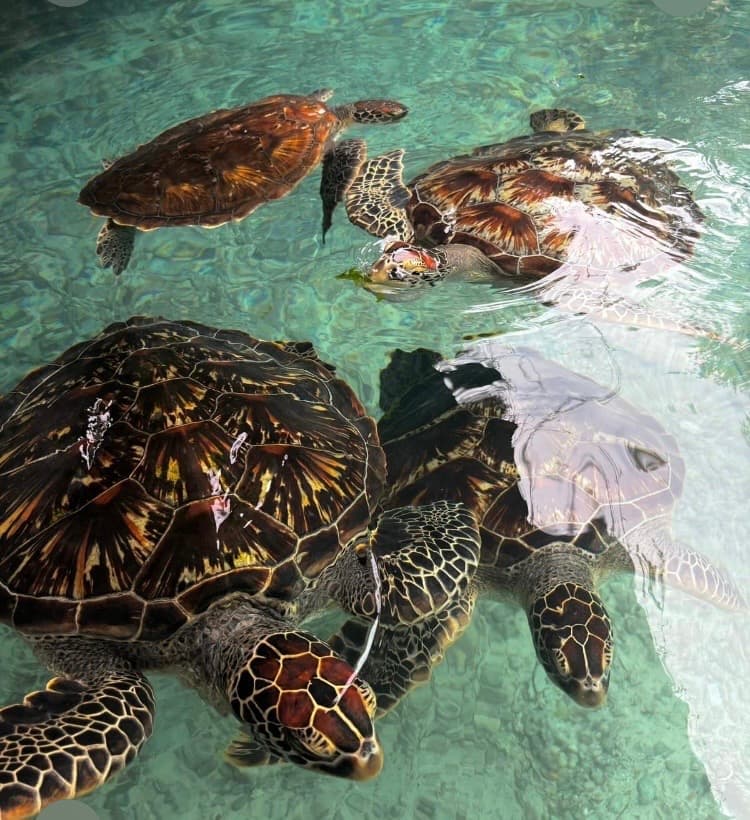 SWIMMING WITH TURTLES